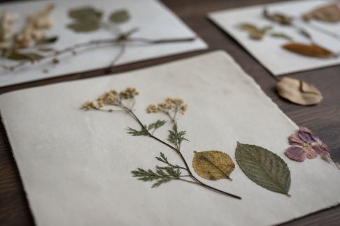 Fabriquer un herbier illustré en lien avec des œuvres littéraires